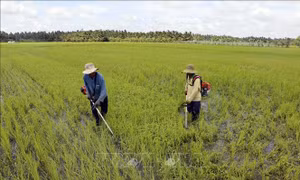 Hỗ trợ nâng cao hiệu quả hoạt động của hợp tác xã