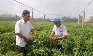 Trồng rau màu trong nhà lưới lợi nhuận gấp từ 1,5 – 2 lần