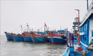 Ứng phó với bão số 9: Các tàu thuyền phải vào bờ neo đậu an toàn trước 14 giờ ngày 24/9