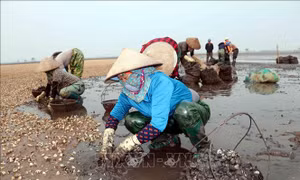Hưng Yên: Ngao chết hàng loạt khiến người nuôi thiệt hại nặng