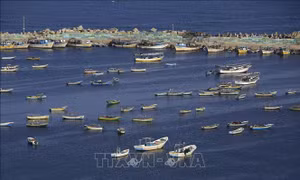 Israel gỡ bỏ lệnh cấm bắt cá ở ngoài khơi Dải Gaza