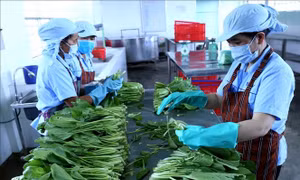 Tổng kết 20 năm thực hiện Nghị quyết 13-NQ/TW và 10 năm thi hành Luật Hợp tác xã trong lĩnh vực phi nông nghiệp