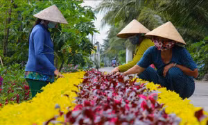Phụ nữ phát triển kinh tế xanh