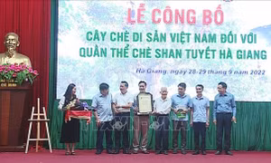 Hơn 1.300 cây chè Shan Tuyết tại Hà Giang được công nhận là Cây Di sản Việt Nam