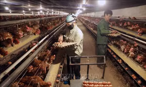 Đảm bảo nguồn cung thực phẩm cho những tháng cuối năm
