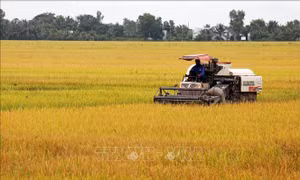 Xây dựng vùng chuyên canh, trọng điểm sản xuất lúa hàng hóa