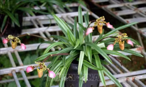 Bảo tồn thành công 3 loài lan quý hiếm