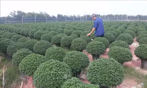 Làng hoa Bình Định chuẩn bị vụ Tết
