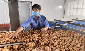 Giá trị kim ngạch xuất nhập khẩu Việt Nam - Singapore đạt kỷ lục