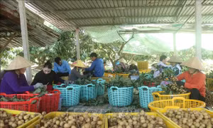 Liên kết xuất khẩu, đưa trái nhãn vượt đại dương