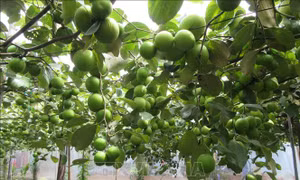 Ninh Thuận mở rộng quy mô trồng táo