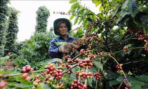 Đến năm 2025, tái canh và cải tạo 107.000 ha cà phê
