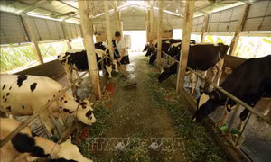 Dư địa để Việt Nam phát triển ngành hàng sữa