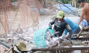 Mở thị trường xuất khẩu thủy sản - Bài 1: Nhiều dư địa tăng trưởng