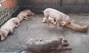 Xử lý nhiều ổ dịch tả lợn châu Phi tại Tân Biên, Tây Ninh