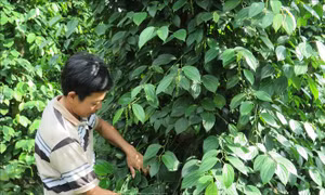 Khánh Hòa tăng mức đầu tư phát triển cho miền núi lên ít nhất 1,5 lần