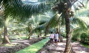 Trà Vinh tăng hơn 4.000 ha diện tích vườn dừa