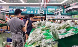 Rau Đà Lạt tăng sản lượng cung cấp ra các tỉnh phía Bắc