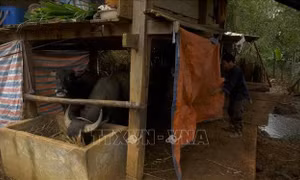 Yên Bái phòng chống đói, rét cho đàn gia súc