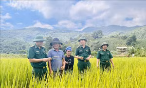 Người lính biên phòng mang mùa vàng no ấm đến dân bản