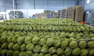 Ấn Độ chính thức mở cửa thị trường đối với sầu riêng tươi của Việt Nam