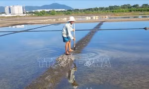 Muối bị trễ vụ khiến giá tăng cao