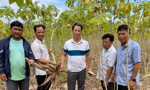 Giống sắn mới kháng bệnh khảm lá cho năng suất trên 40 tấn/ha
