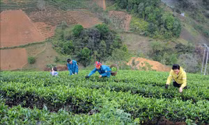 Hiệu quả Quỹ hỗ trợ nông dân tỉnh Sơn La