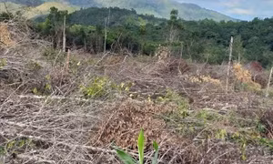 Gia Lai: Bắt giam Chủ tịch Công ty trong vụ phá 30.000 m2 rừng để 'trồng rừng'