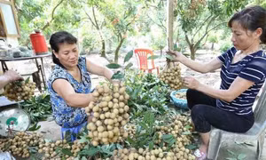 Hưng Yên bác bỏ thông tin giá nhãn ế ẩm 4.000 đồng/kg