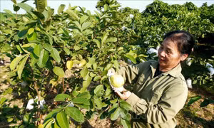 Xanh lại những vườn cây, chuẩn bị đón Tết đủ đầy