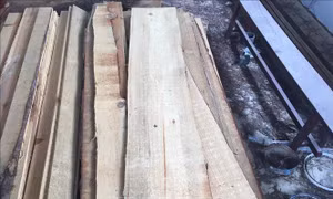 Phạt nhóm người cưa hạ rừng phòng hộ tự nhiên 270 triệu đồng