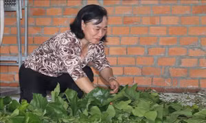 Phụ nữ biên giới Bình Phước cải thiện thu nhập nhờ trồng dâu nuôi tằm
