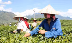 Tháng cao điểm 'Vì người nghèo' 2022 – Bài 1: Phép đo đa chiều cùng thành công đa diện