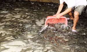 Giá thức ăn thủy sản tăng cao, người nuôi cá lóc thua lỗ