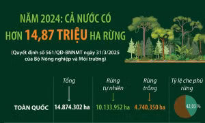 Năm 2024: Cả nước có hơn 14,87 triệu ha rừng