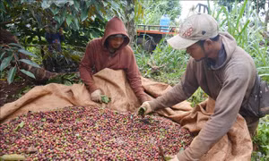 Cà phê Đắk Lắk được giá, được mùa 