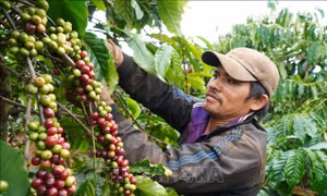 Nâng tầm giá trị cà phê chất lượng cao