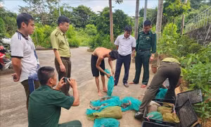 Bắt quả tang đối tượng vận chuyển 17 cá thể khỉ đuôi dài không rõ nguồn gốc