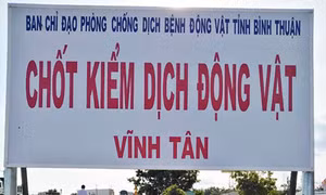 Bình Thuận kiểm soát chặt vận chuyển thịt lợn qua địa bàn