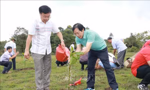 Hội Nhà báo Việt Nam tổ chức trồng cây xanh, tặng cờ Tổ quốc tại Bình Phước