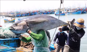 Sôi nổi chợ mua bán cá ngừ đại dương tại Phú Yên