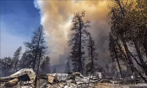 Hàng nghìn ha rừng bị thiêu rụi chỉ trong một ngày tại bang California, Mỹ