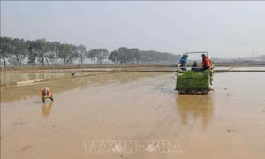 Tranh thủ thời tiết thuận lợi, nông dân xuống đồng lấy nước, làm đất