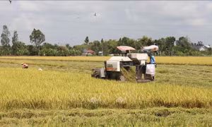 Mở rộng vùng nguyên liệu và diện tích cánh đồng lớn gắn với liên kết tiêu thụ