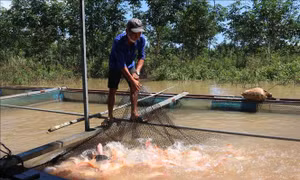 Đồng Nai sẽ cấm khai thác thủy sản có thời hạn tại 3 khu vực