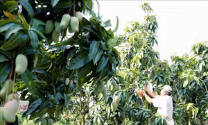 Đẩy nhanh triển khai cấp mã số vùng trồng cho sản phẩm nông nghiệp 