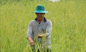 Nghiên cứu 2 giống lúa lai có khả năng nhân rộng trong mùa nước nổi