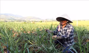 Mía đường - ‘mỏ vàng’ năng lượng bị bỏ ngỏ