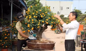 Nghệ nhân thổi 'hồn' cho quất bonsai